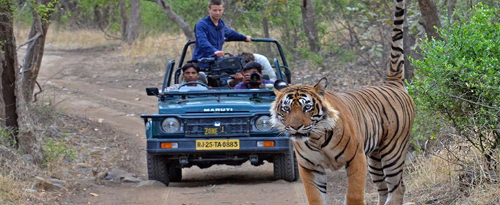Ranthambore Weekend Tour, Ranthambore Weekend Tour & Travel Package