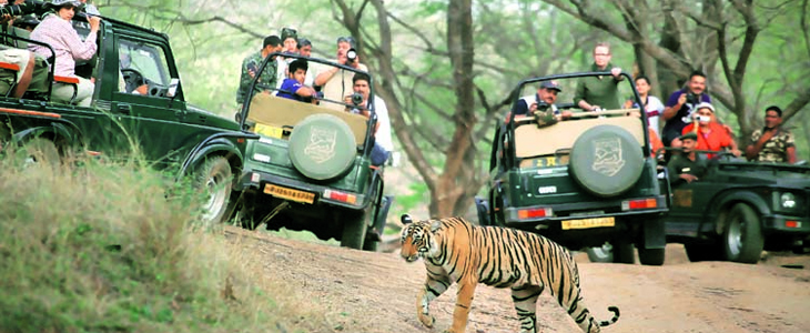 tiger safari booking